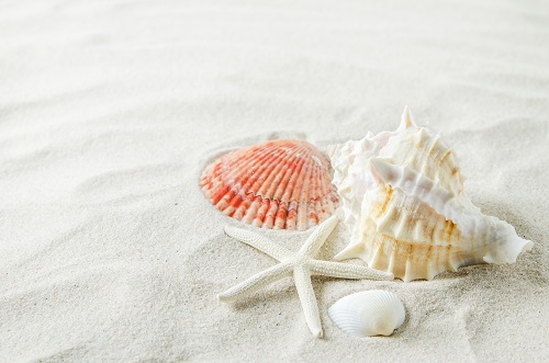 The Magical Power of Seashells - Valentine To Faith